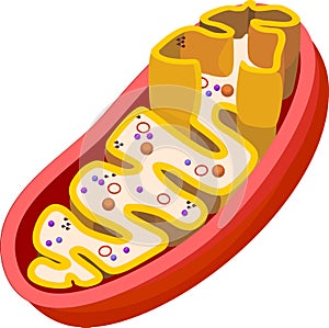 Structure of mitochondrion photo